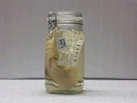 藏品(阿部單棘躄魚)的圖片